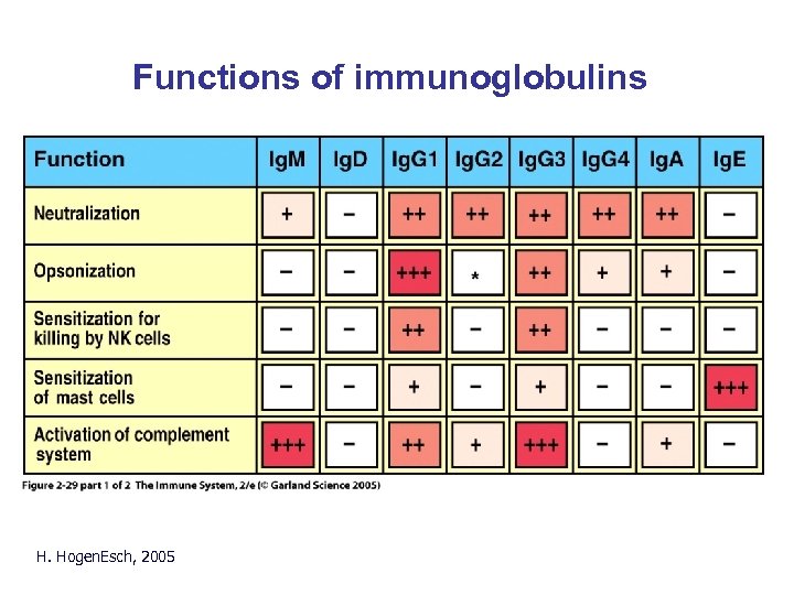 Functions of immunoglobulins H. Hogen. Esch, 2005 