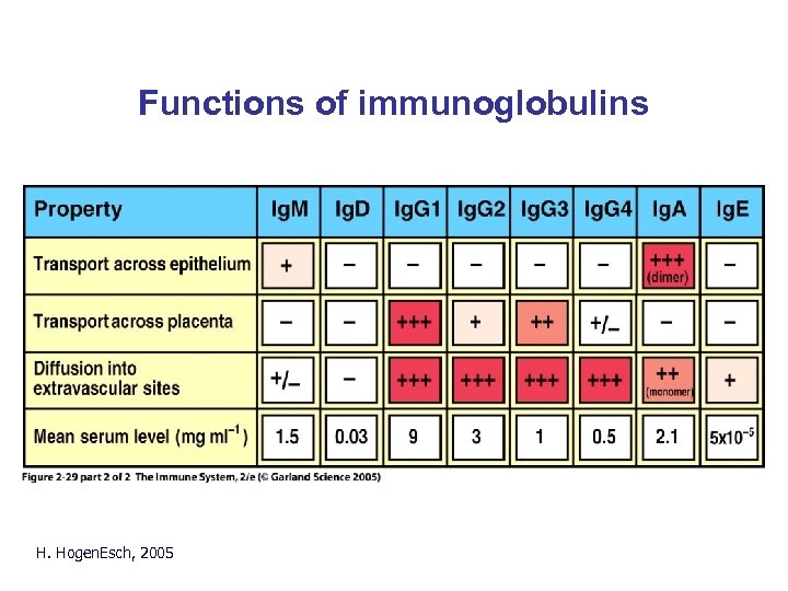 Functions of immunoglobulins H. Hogen. Esch, 2005 