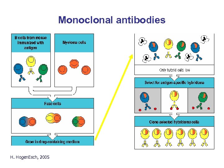 Monoclonal antibodies H. Hogen. Esch, 2005 