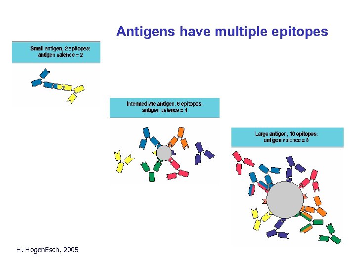 Antigens have multiple epitopes H. Hogen. Esch, 2005 