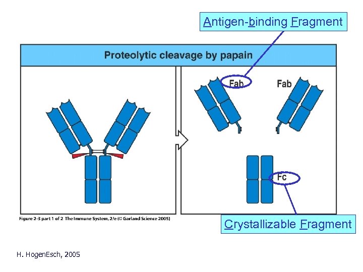 Antigen-binding Fragment Crystallizable Fragment H. Hogen. Esch, 2005 