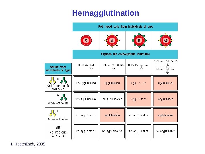 Hemagglutination H. Hogen. Esch, 2005 