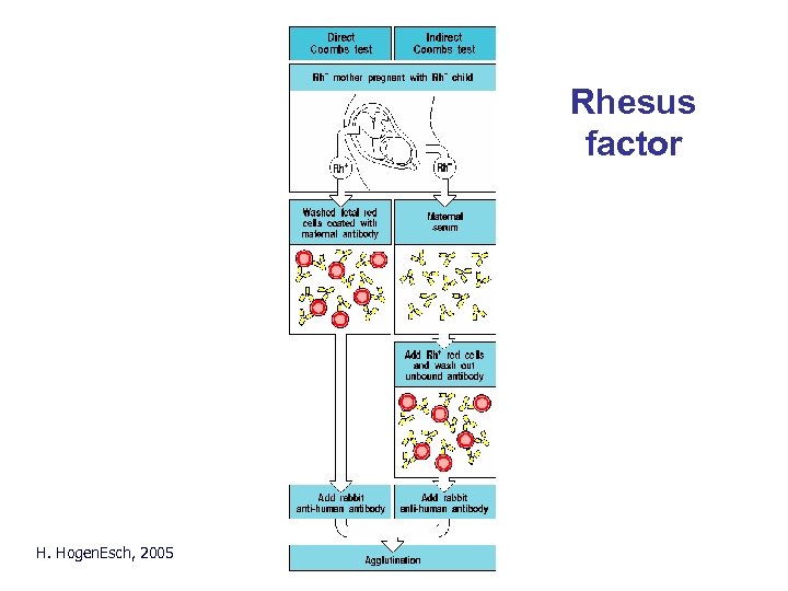 Rhesus factor H. Hogen. Esch, 2005 