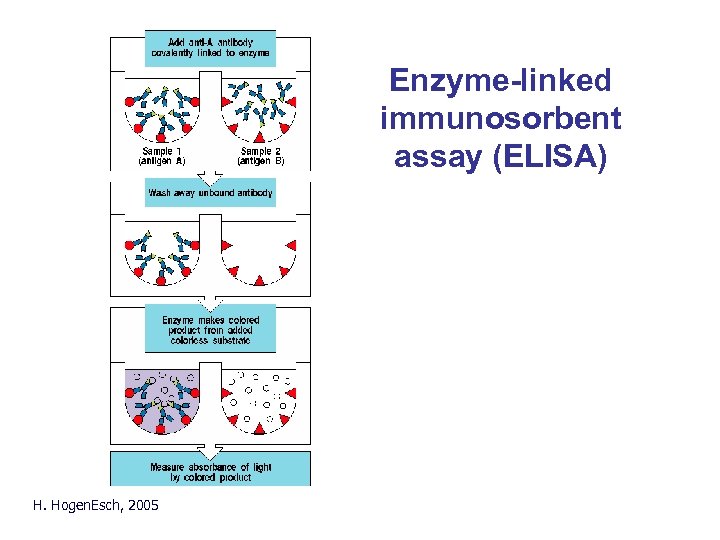 Enzyme-linked immunosorbent assay (ELISA) Principle of ELISA/RIA H. Hogen. Esch, 2005 