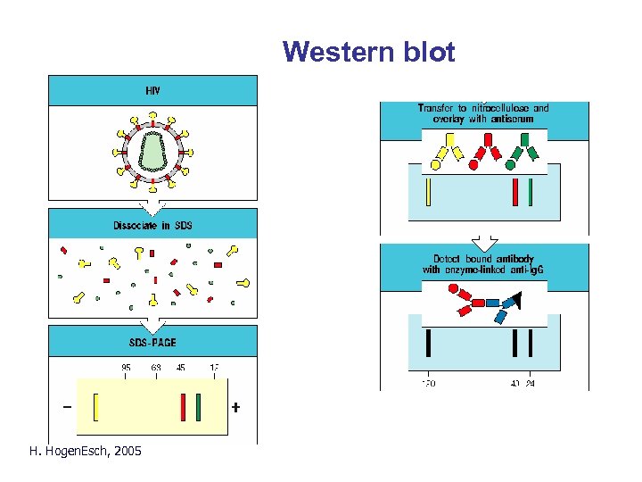 Western blotting Western blot H. Hogen. Esch, 2005 