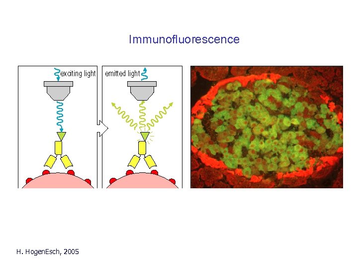 Immunofluorescence H. Hogen. Esch, 2005 