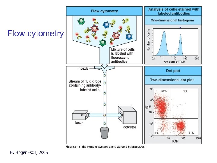 Flow cytometry H. Hogen. Esch, 2005 