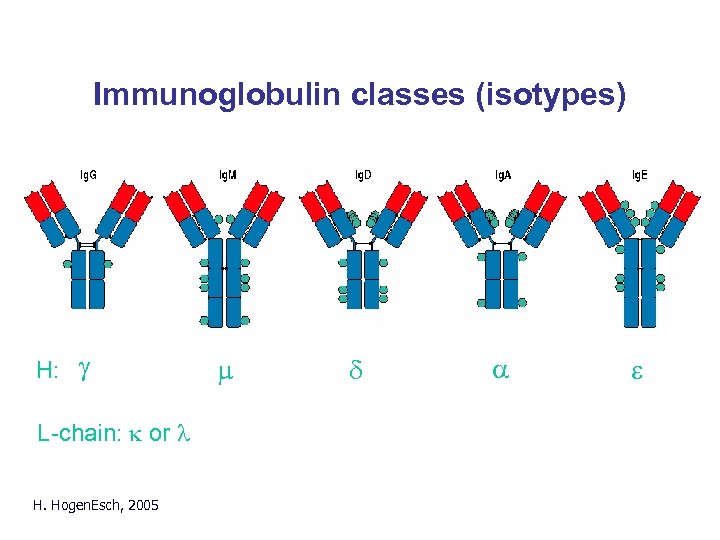 Immunoglobulin classes (isotypes) H: g L-chain: k or l H. Hogen. Esch, 2005 m