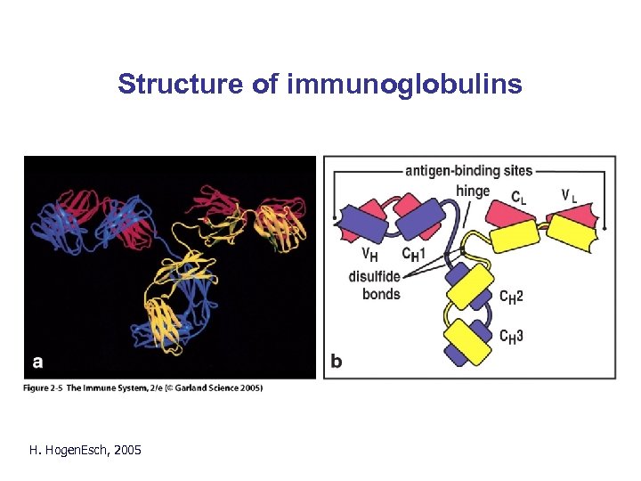 Structure of immunoglobulins H. Hogen. Esch, 2005 