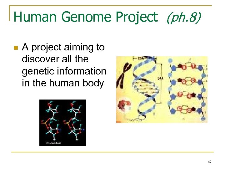 Human Genome Project (ph. 8) n A project aiming to discover all the genetic