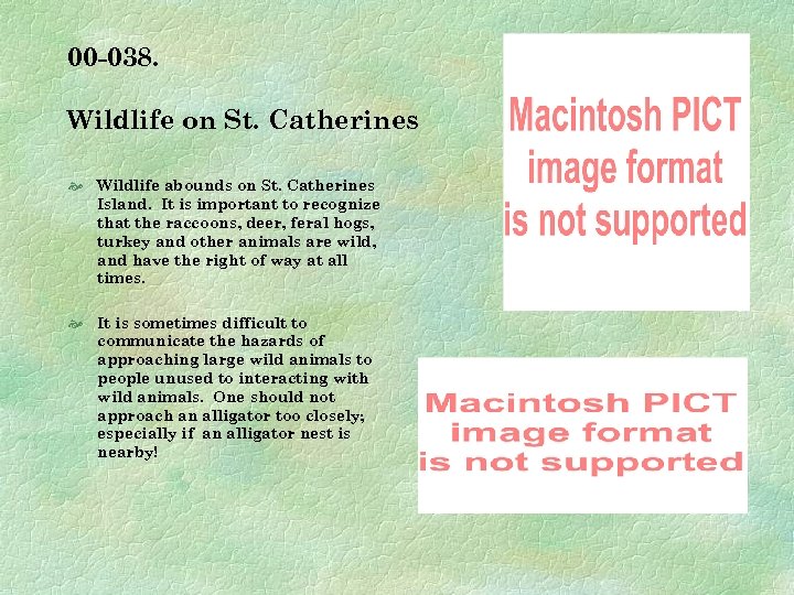 00 -038. Wildlife on St. Catherines Wildlife abounds on St. Catherines Island. It is