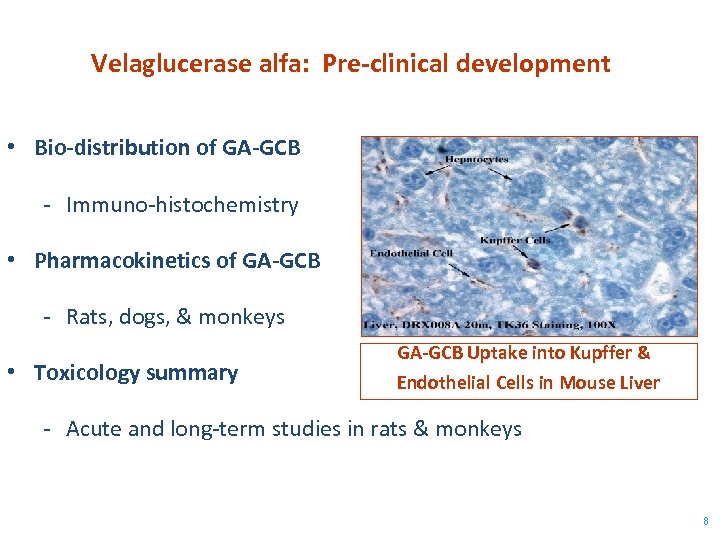Velaglucerase alfa: Pre-clinical development • Bio-distribution of GA-GCB - Immuno-histochemistry • Pharmacokinetics of GA-GCB