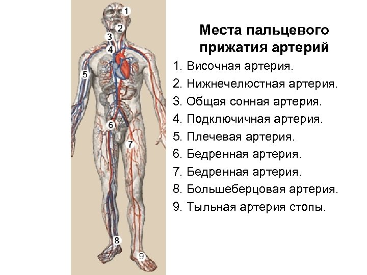 Места пальцевого прижатия артерий