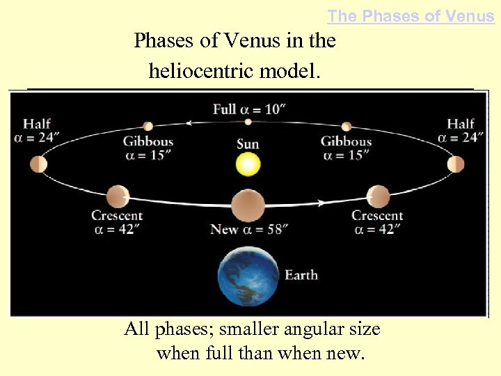 The Phases of Venus in the heliocentric model. All phases; smaller angular size when