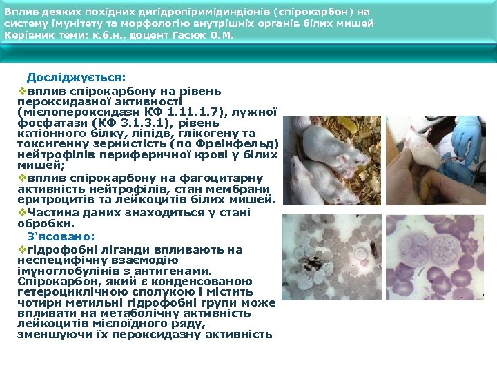 Вплив деяких похідних дигідропіримідиндіонів (спірокарбон) на систему імунітету та морфологію внутрішніх органів білих мишей