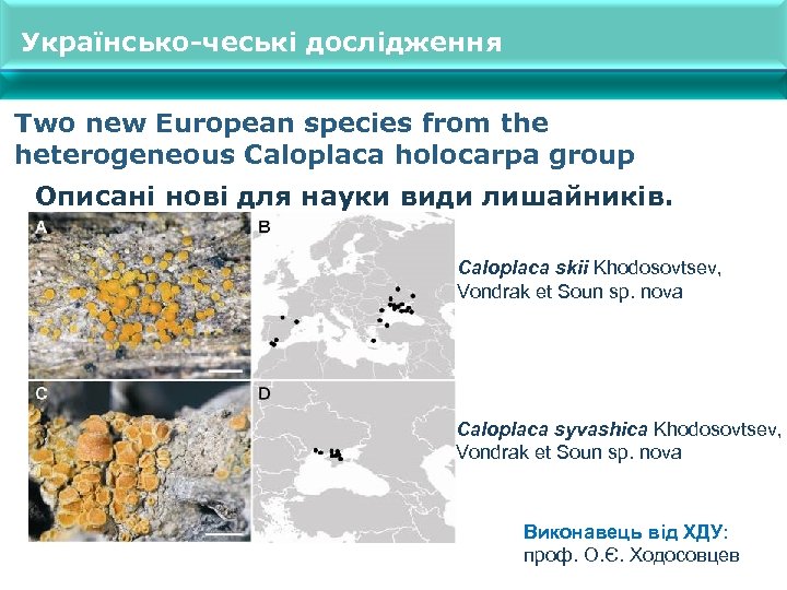 Українсько-чеські дослідження Two new European species from the heterogeneous Caloplaca holocarpa group Описані нові