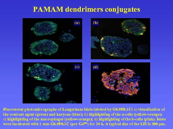 PAMAM dendrimers conjugates (a) (b ) (c ) (d ) Fluorescent photomicrographs of Langerhans