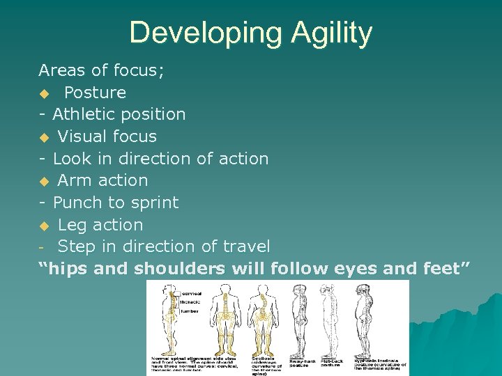 Developing Agility Areas of focus; u Posture - Athletic position u Visual focus -