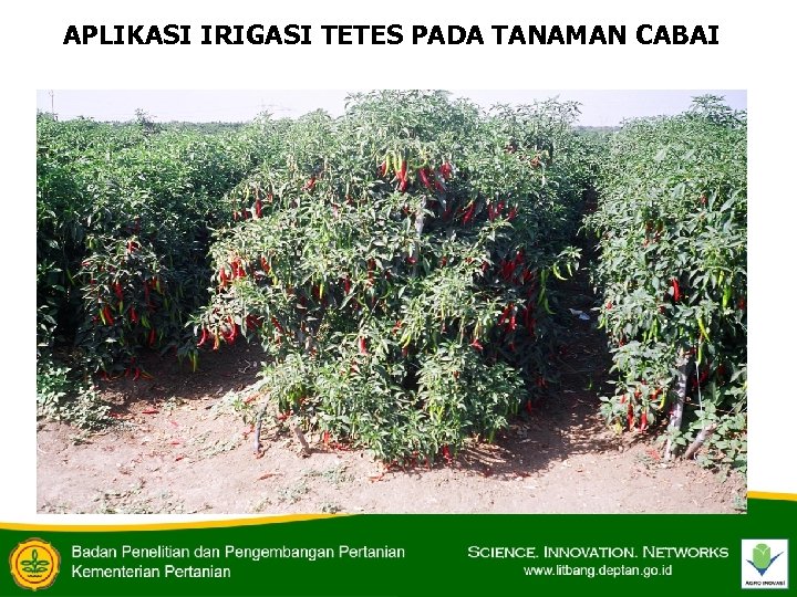APLIKASI IRIGASI TETES PADA TANAMAN CABAI 