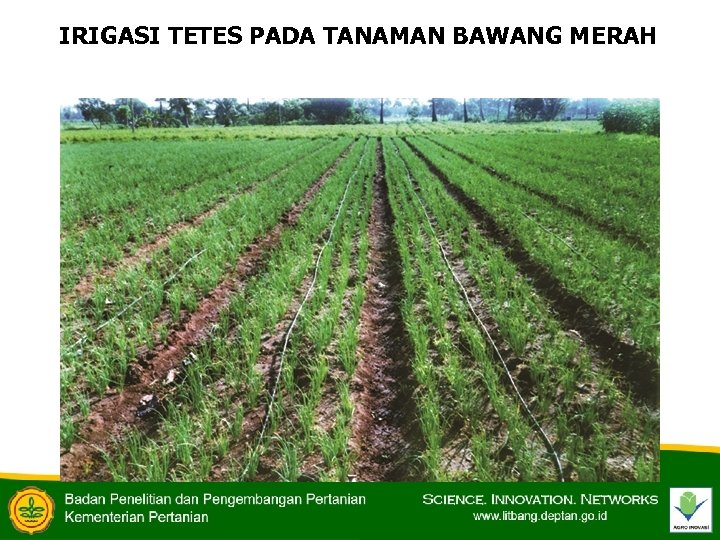 IRIGASI TETES PADA TANAMAN BAWANG MERAH 
