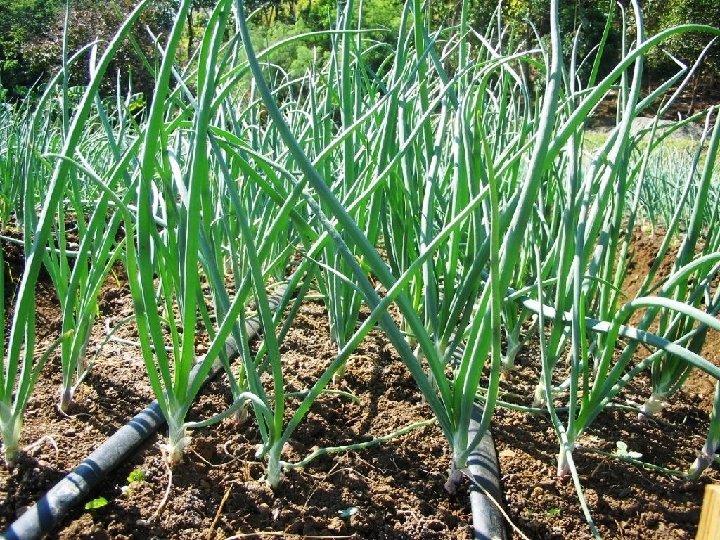 ONION WITH DRIP FERTIGATION 