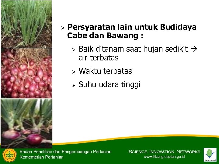 Ø Persyaratan lain untuk Budidaya Cabe dan Bawang : Ø Baik ditanam saat hujan