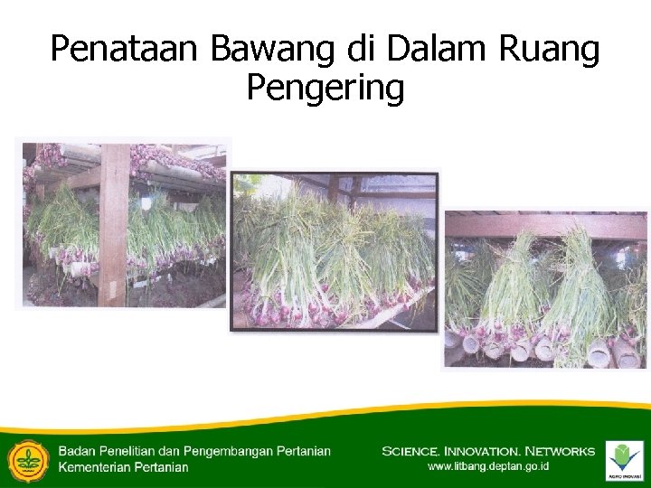 Penataan Bawang di Dalam Ruang Pengering 