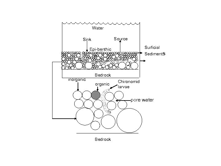 Water Source Sink Surficial Sediments Epi-benthic Benthic inorganic Sediment Bedrock organic Chironomid larvae pore