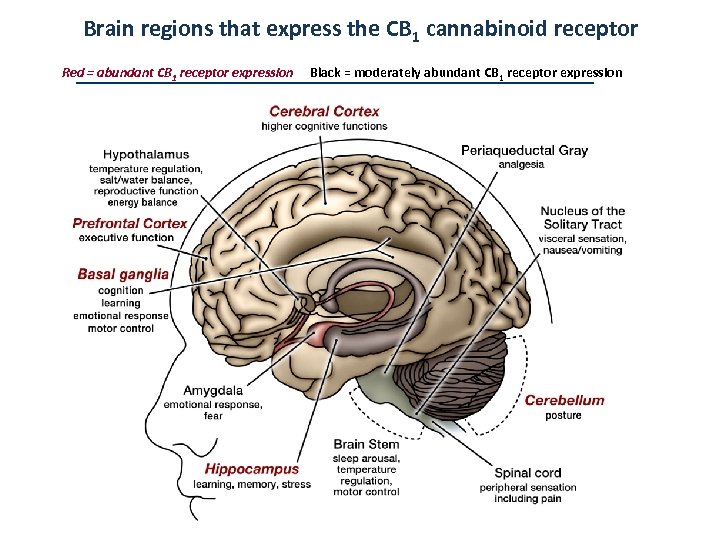 Brain regions that express the CB 1 cannabinoid receptor Red = abundant CB 1