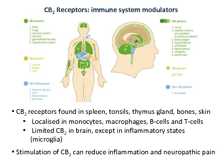 CB 2 Receptors: immune system modulators • CB 2 receptors found in spleen, tonsils,
