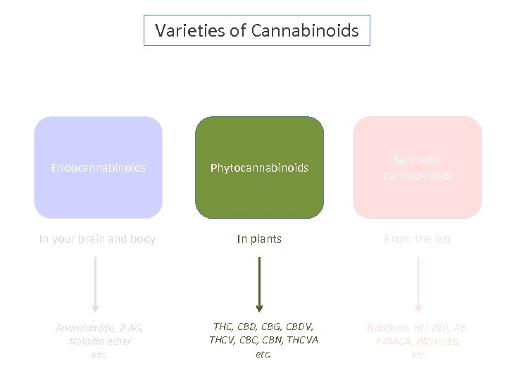 Varieties of Cannabinoids Endocannabinoids Phytocannabinoids Synthetic cannabinoids In your brain and body In plants