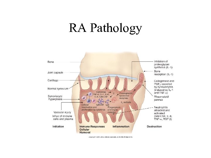 RA Pathology 