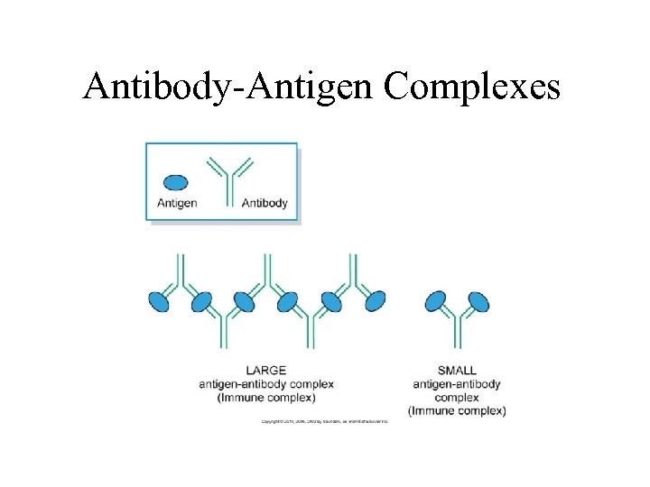 Antibody-Antigen Complexes 