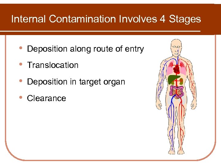 Internal Contamination Involves 4 Stages • • Deposition along route of entry Translocation Deposition