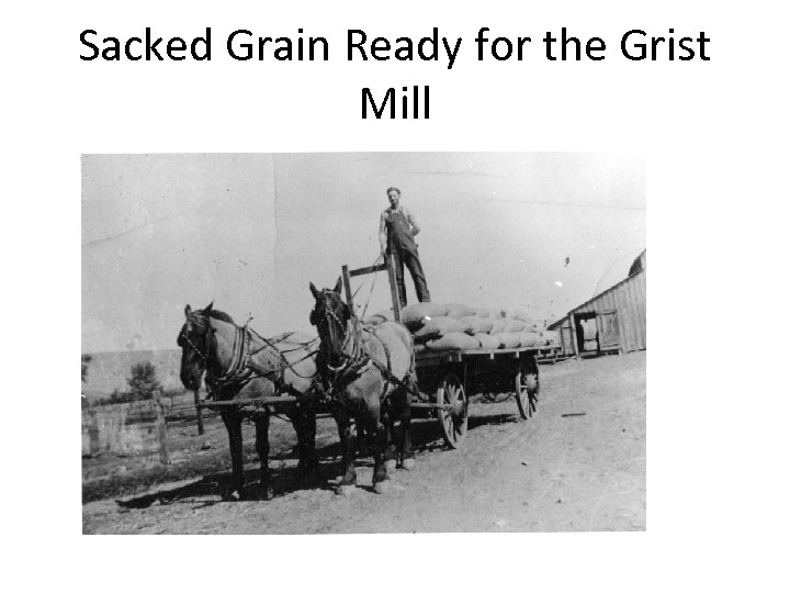 Sacked Grain Ready for the Grist Mill 