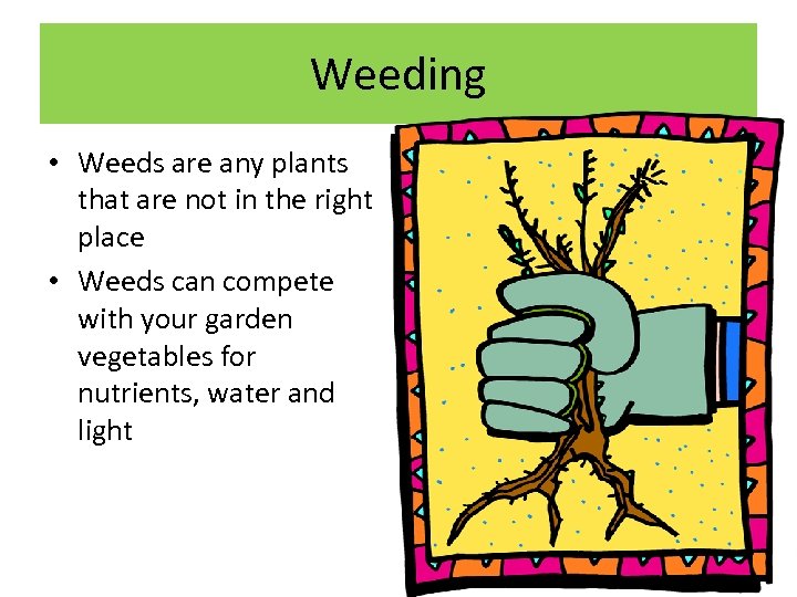 Weeding • Weeds are any plants that are not in the right place •