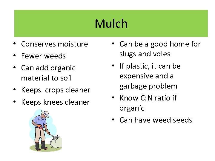 Mulch • Conserves moisture • Fewer weeds • Can add organic material to soil