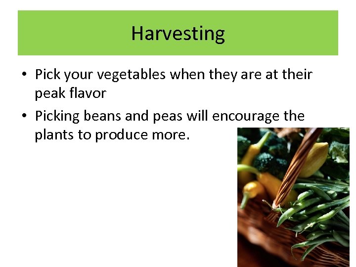 Harvesting • Pick your vegetables when they are at their peak flavor • Picking