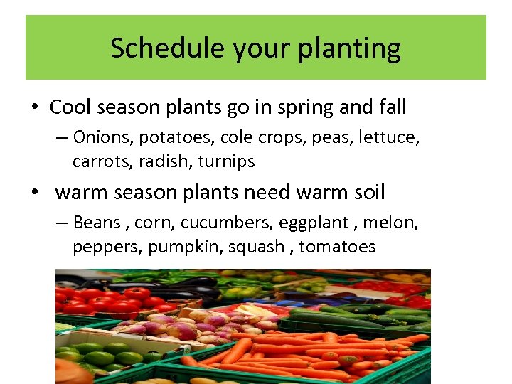 Schedule your planting • Cool season plants go in spring and fall – Onions,