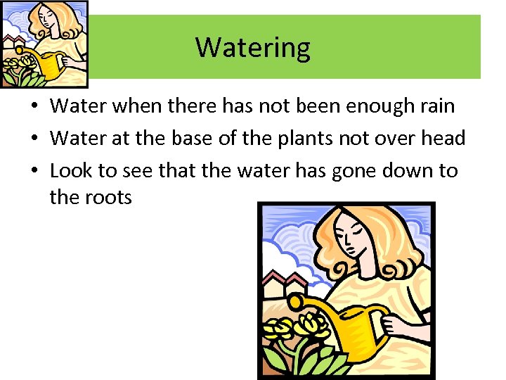 Watering • Water when there has not been enough rain • Water at the