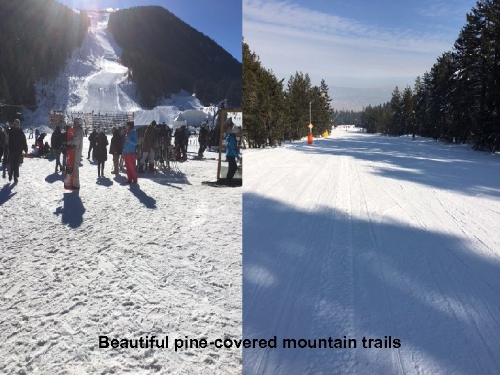 Beautiful pine-covered mountain trails 