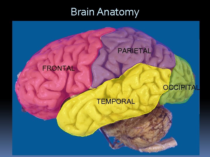 Brain Anatomy PARIETAL FRONTAL OCCIPITAL TEMPORAL 