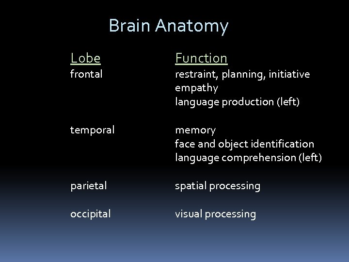 Brain Anatomy Lobe Function temporal memory face and object identification language comprehension (left) parietal