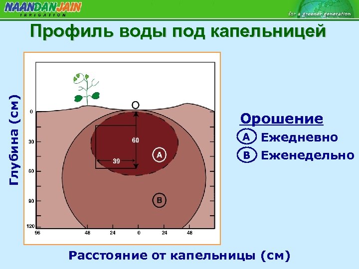Глубина (см) Профиль воды под капельницей Орошение Ежедневно B Еженедельно A Расстояние от капельницы