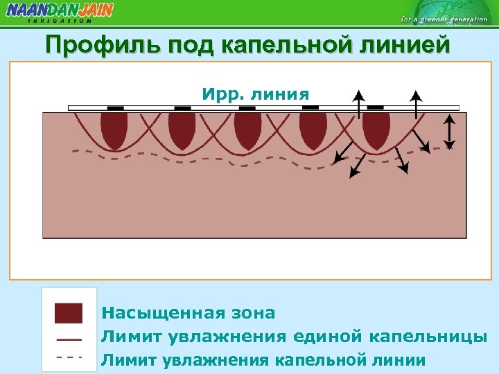 Профиль под капельной линией Ирр. линия Насыщенная зона Лимит увлажнения единой капельницы Лимит увлажнения