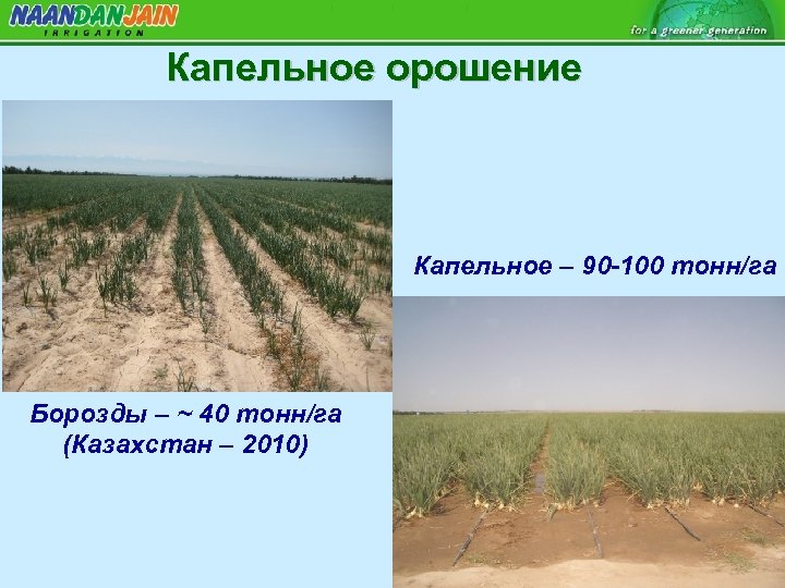 Капельное орошение Капельное – 90 -100 тонн/га Борозды – ~ 40 тонн/га (Казахстан –