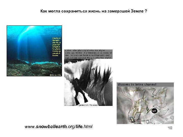 Как могла сохраниться жизнь на замерзшей Земле ? www. snowballearth. org/life. html 10 
