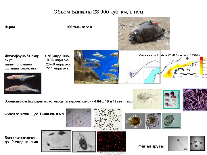 Объем Байкала 23 000 куб. км, в нем: Нерпа 100 тыс. голов Ихтиофауна 61