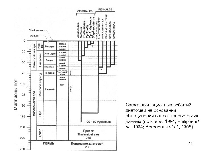 Схема эволюционных событий диатомей на основании объединения палеонтологических данных (по Krebs, 1994; Philippe et