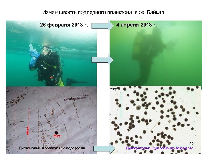 Подледный планктон в одной точке отбора Изменчивость подледного планктона в оз. Байкал 26 февраля
